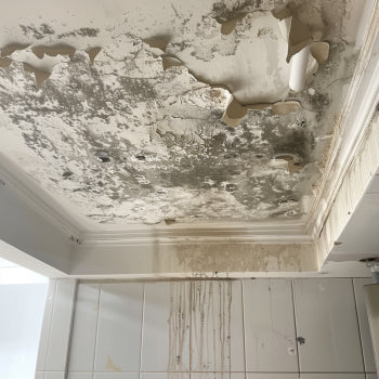 What happen next if you have mould infestation in your HDB?