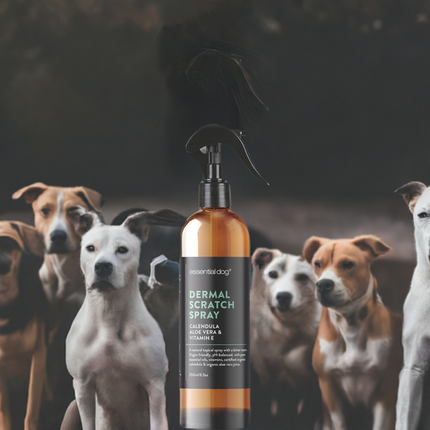 Dermal Scratch Spray for Dogs: Aloe Vera, Calendula & Vitamin E Pico X 